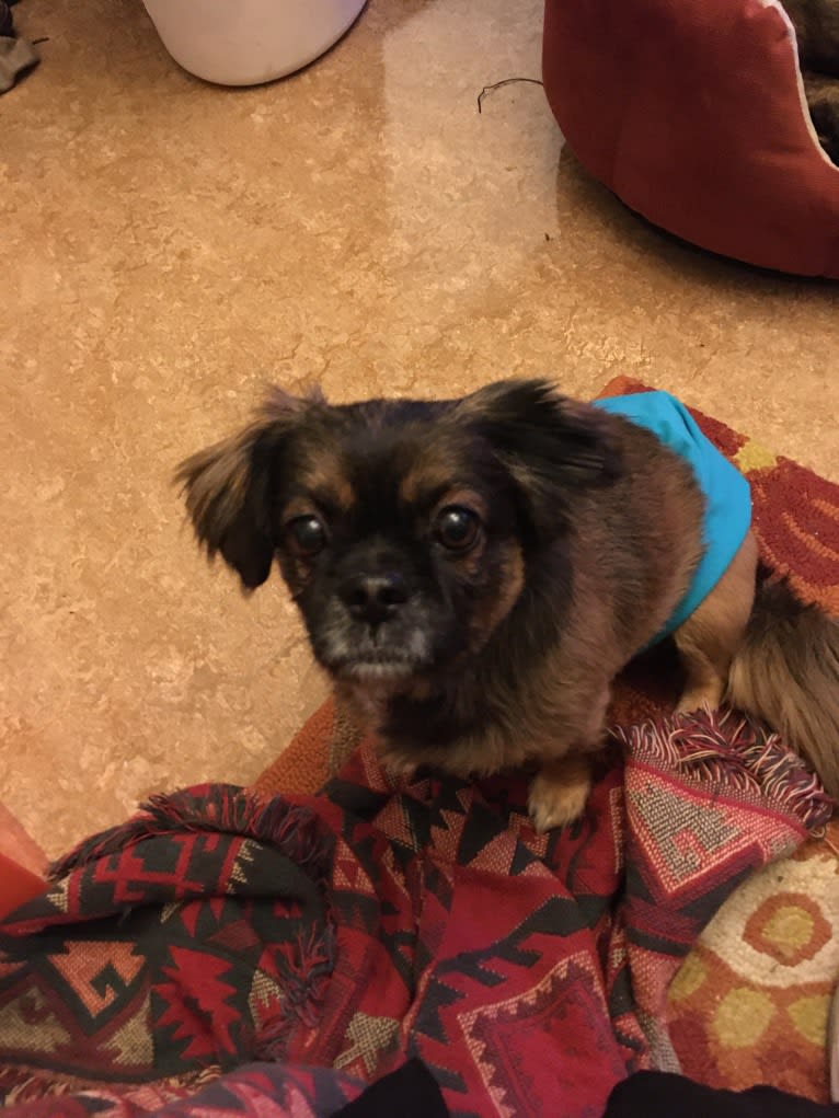 Neville, a Pekingese and Chihuahua mix tested with EmbarkVet.com