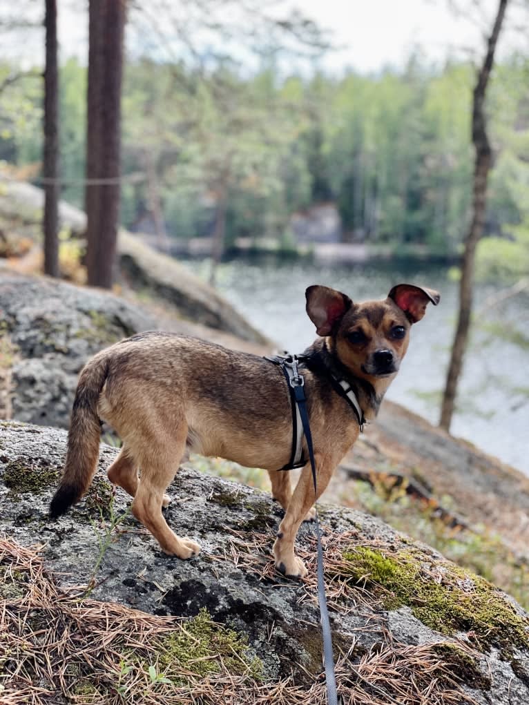 Topolino, an Eastern European Village Dog tested with EmbarkVet.com