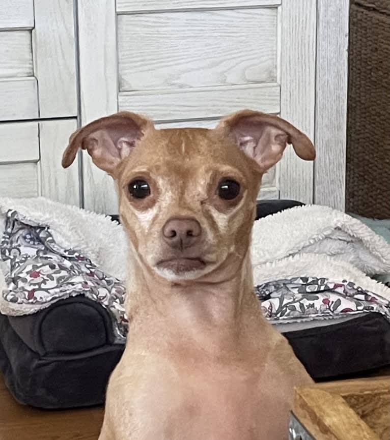 Lily, a Chihuahua and Rat Terrier mix tested with EmbarkVet.com