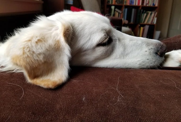 Sebastian, a Great Pyrenees and Great Dane mix tested with EmbarkVet.com