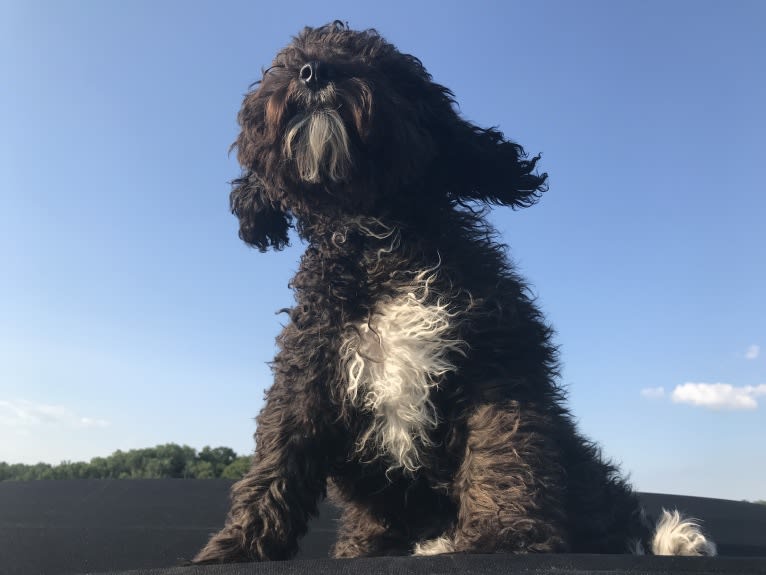 Bentley, a Poodle (Small) tested with EmbarkVet.com
