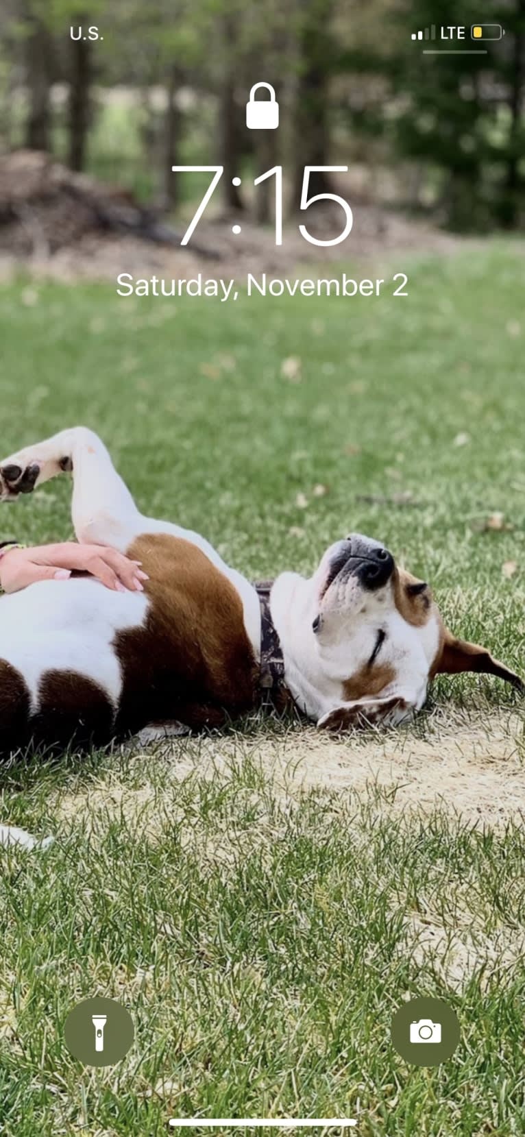 Marble, an American Pit Bull Terrier and American Bulldog mix tested with EmbarkVet.com