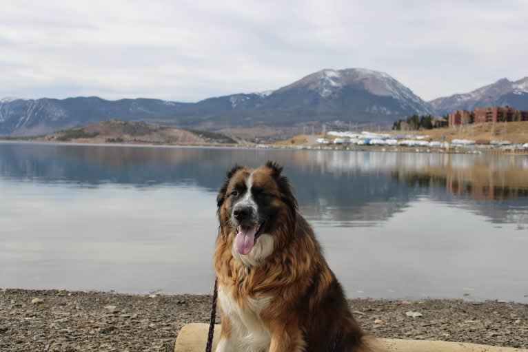 Lady, a Saint Bernard and Sarplaninac mix tested with EmbarkVet.com