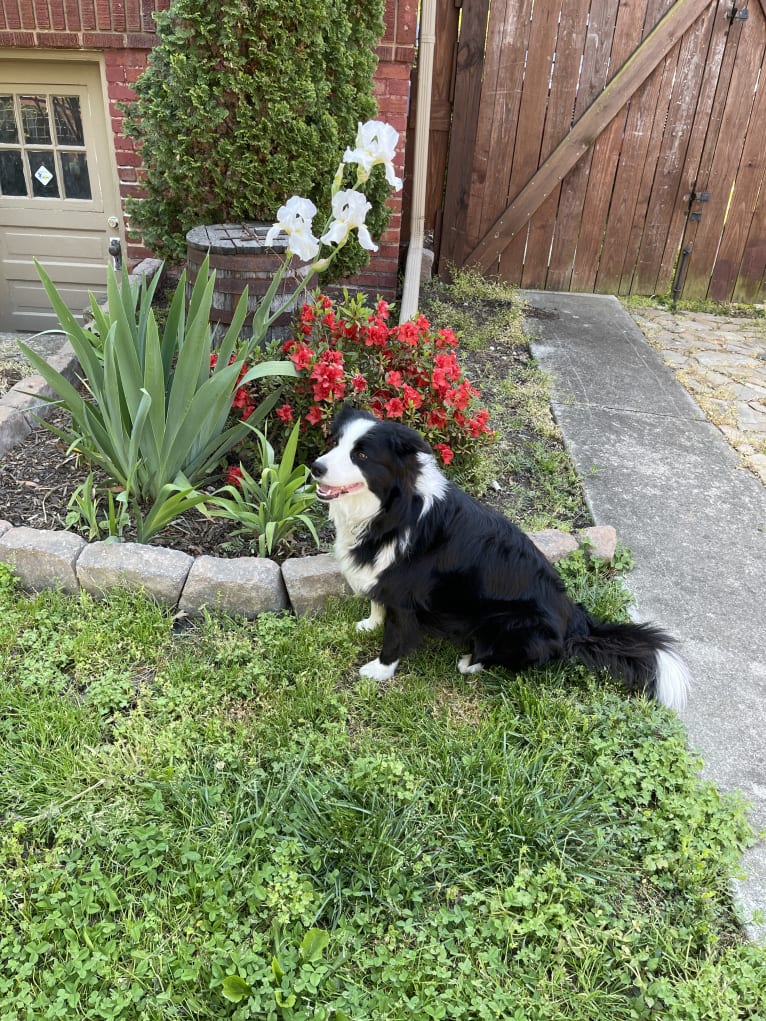 Angel, a Border Collie tested with EmbarkVet.com