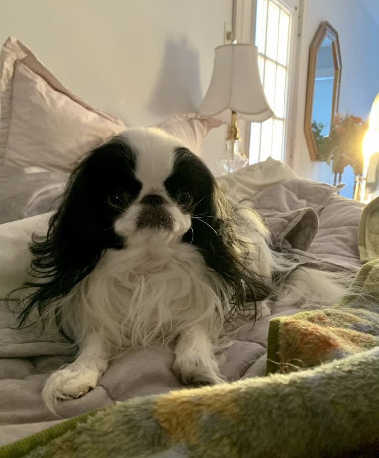 Diesel, a Japanese Chin tested with EmbarkVet.com