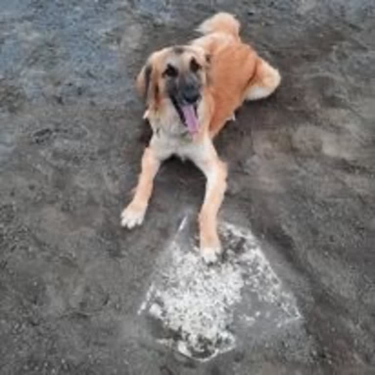 Lloyd Gardner, an Arabian Village Dog tested with EmbarkVet.com