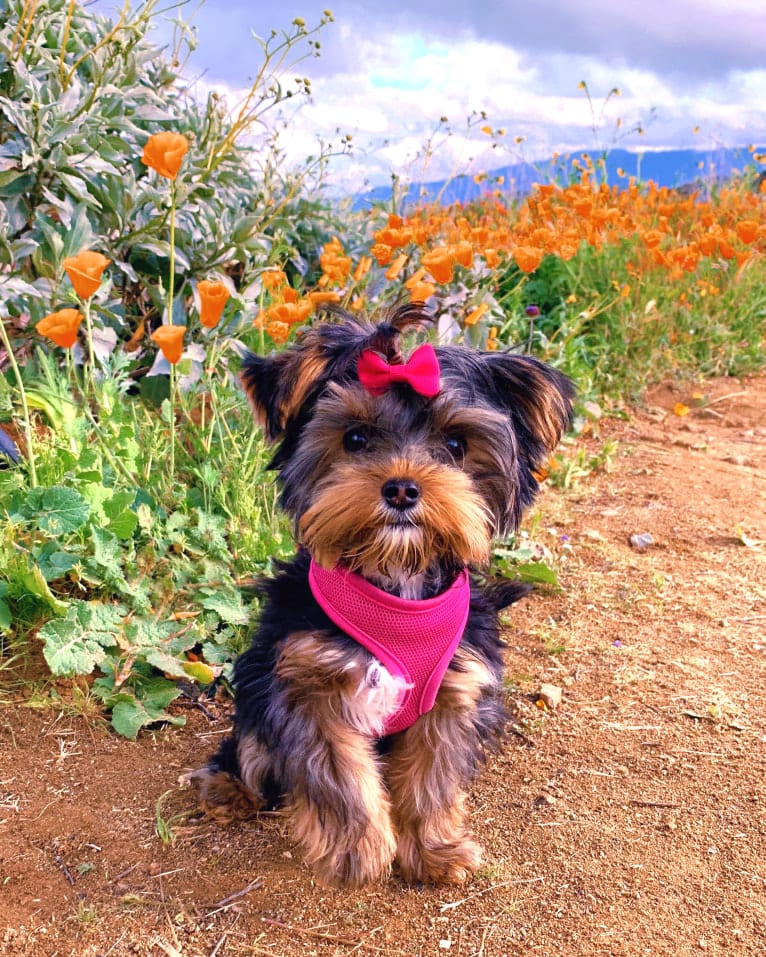 Rosie, a Yorkshire Terrier and Biewer Terrier mix tested with EmbarkVet.com