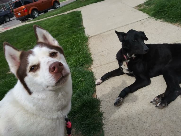 Kyah, a Siberian Husky tested with EmbarkVet.com