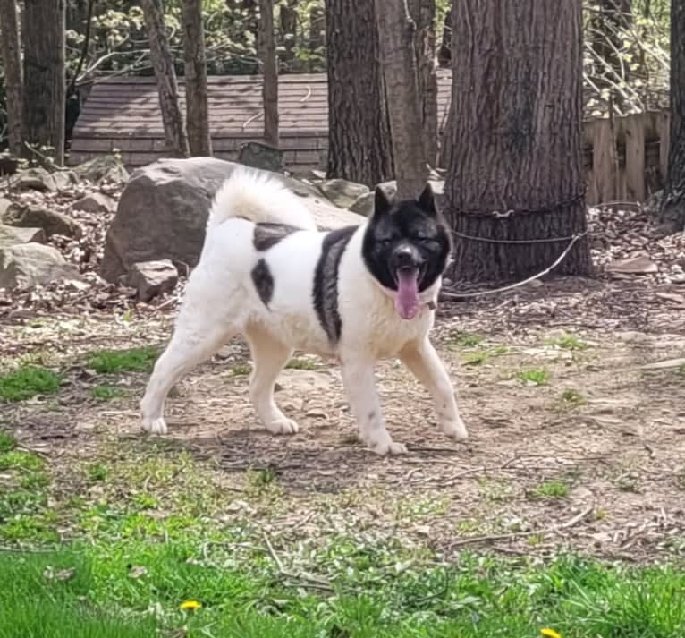 Sansa, an Akita tested with EmbarkVet.com