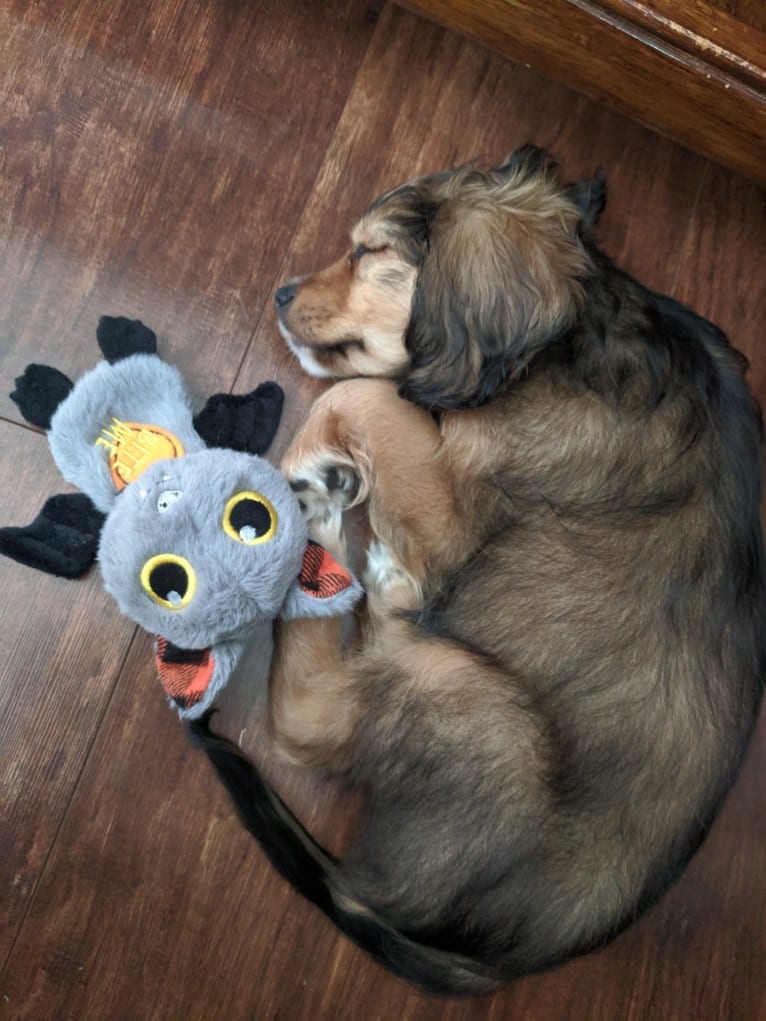 Louie Lumière Scott, a Cocker Spaniel and Pomeranian mix tested with EmbarkVet.com