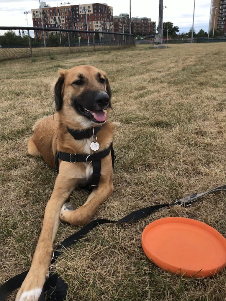 Winston, an Arabian Village Dog tested with EmbarkVet.com