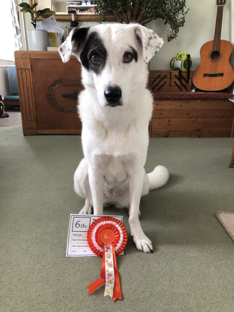 Roma, an European Village Dog tested with EmbarkVet.com