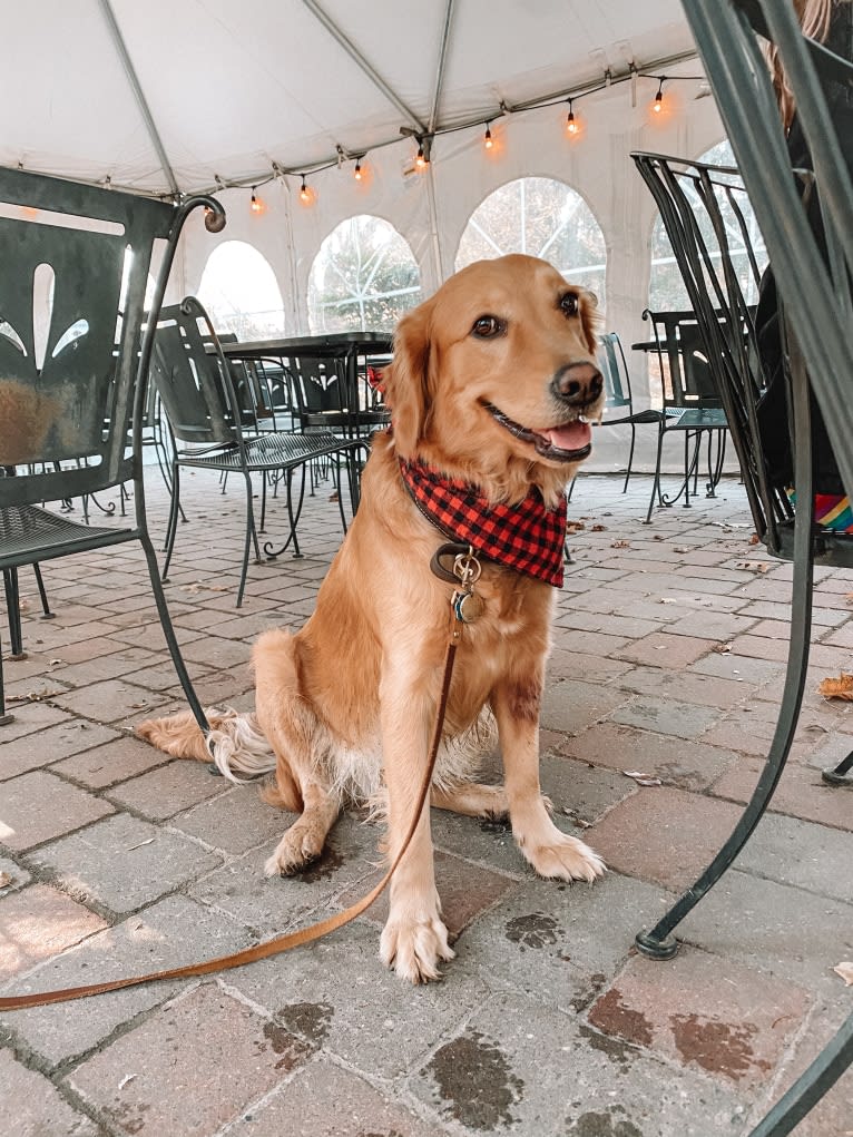 Marley, a Golden Retriever tested with EmbarkVet.com