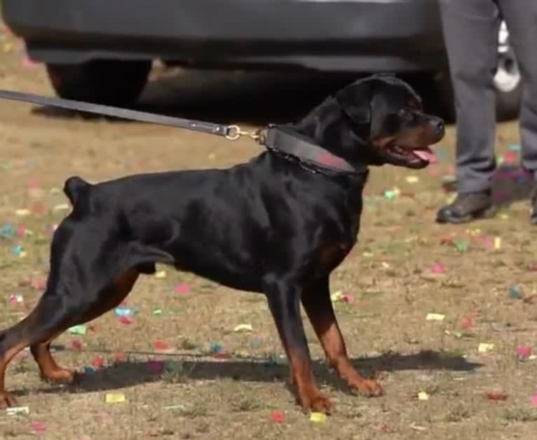 Kratos Raiju, a Rottweiler tested with EmbarkVet.com