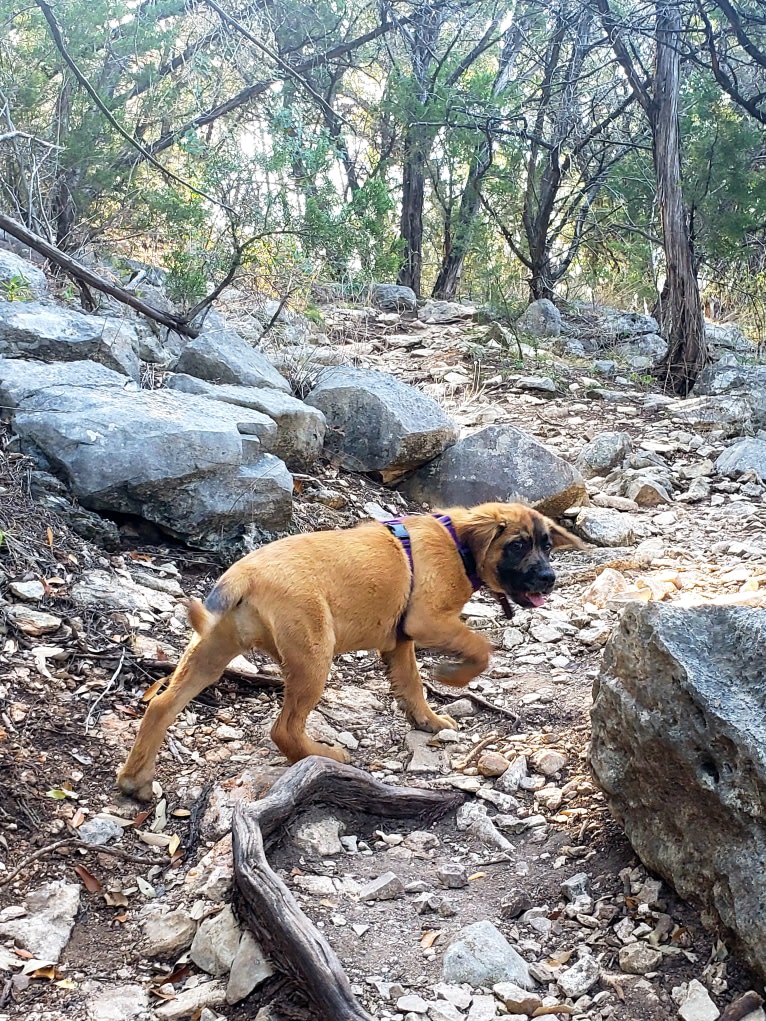 Ava, a Labrador Retriever and Boxer mix tested with EmbarkVet.com