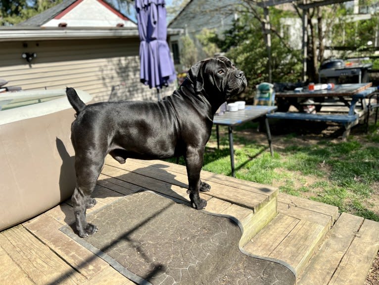 Jabali Boland, a Boerboel tested with EmbarkVet.com