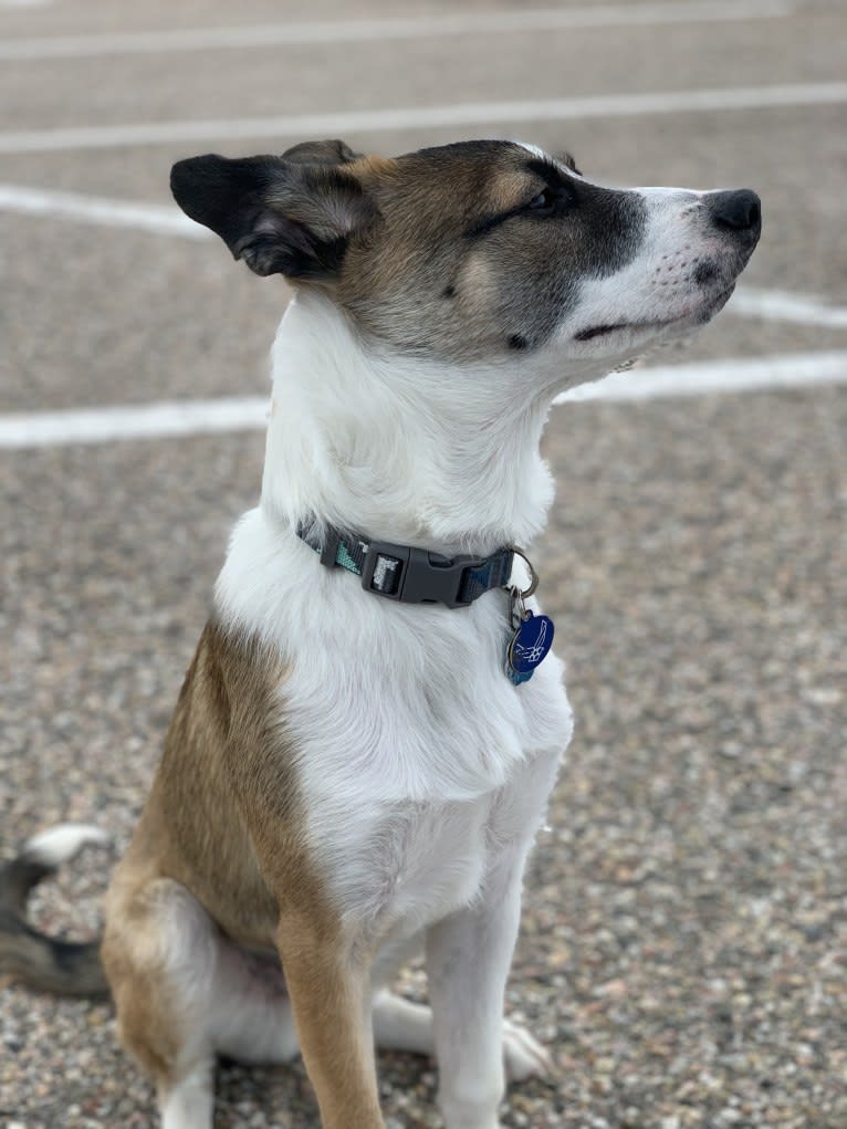 Ikaika, a Miniature/MAS-type Australian Shepherd and Australian Cattle Dog mix tested with EmbarkVet.com