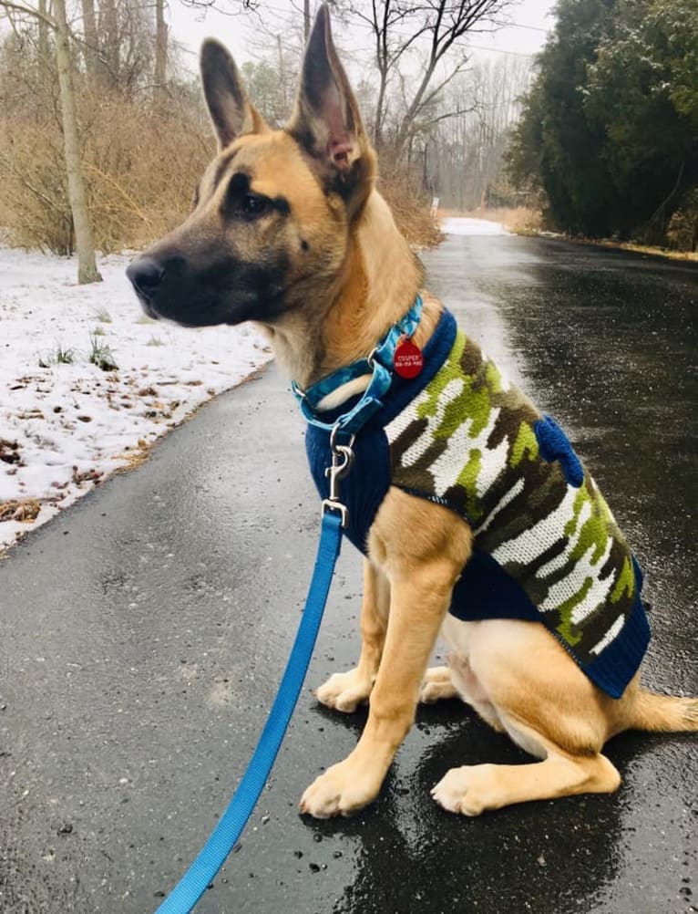 Cooper, a Siberian Husky and American Staffordshire Terrier mix tested with EmbarkVet.com