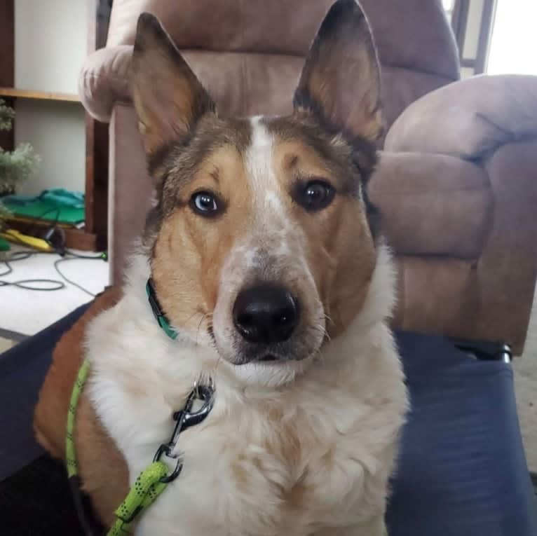 Zeke, an Australian Cattle Dog and Collie mix tested with EmbarkVet.com