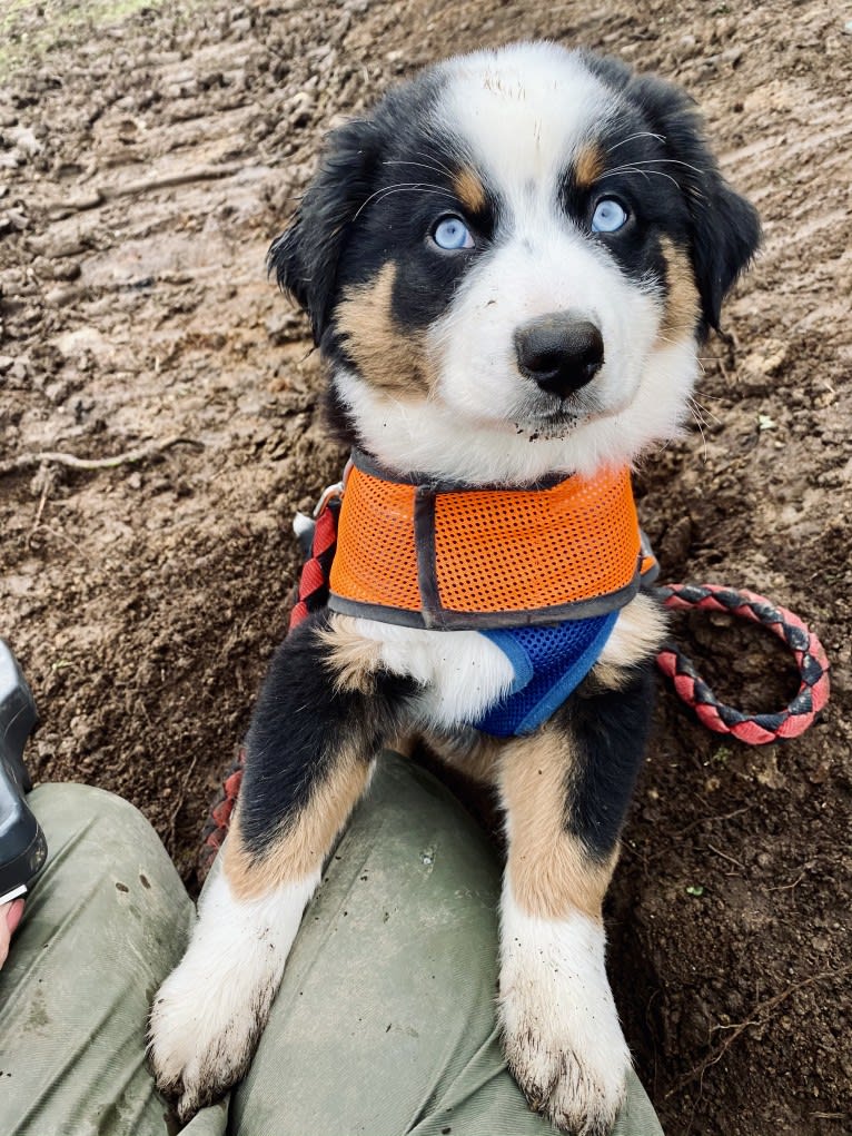 Oliver Webster, an Australian Shepherd tested with EmbarkVet.com