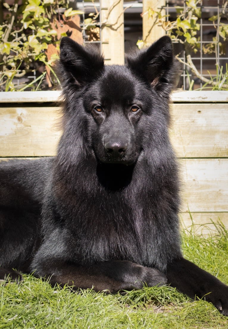 Rakan, a German Shepherd Dog tested with EmbarkVet.com