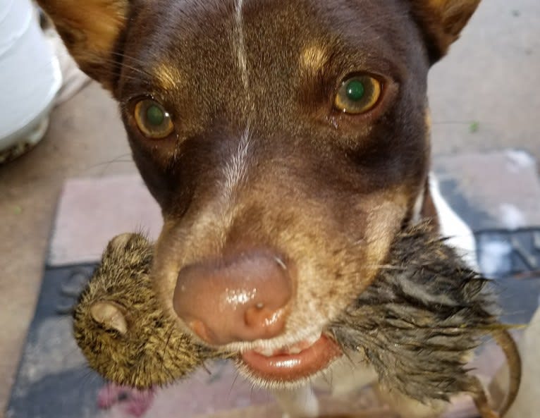 Davey, a Teddy Roosevelt Terrier tested with EmbarkVet.com