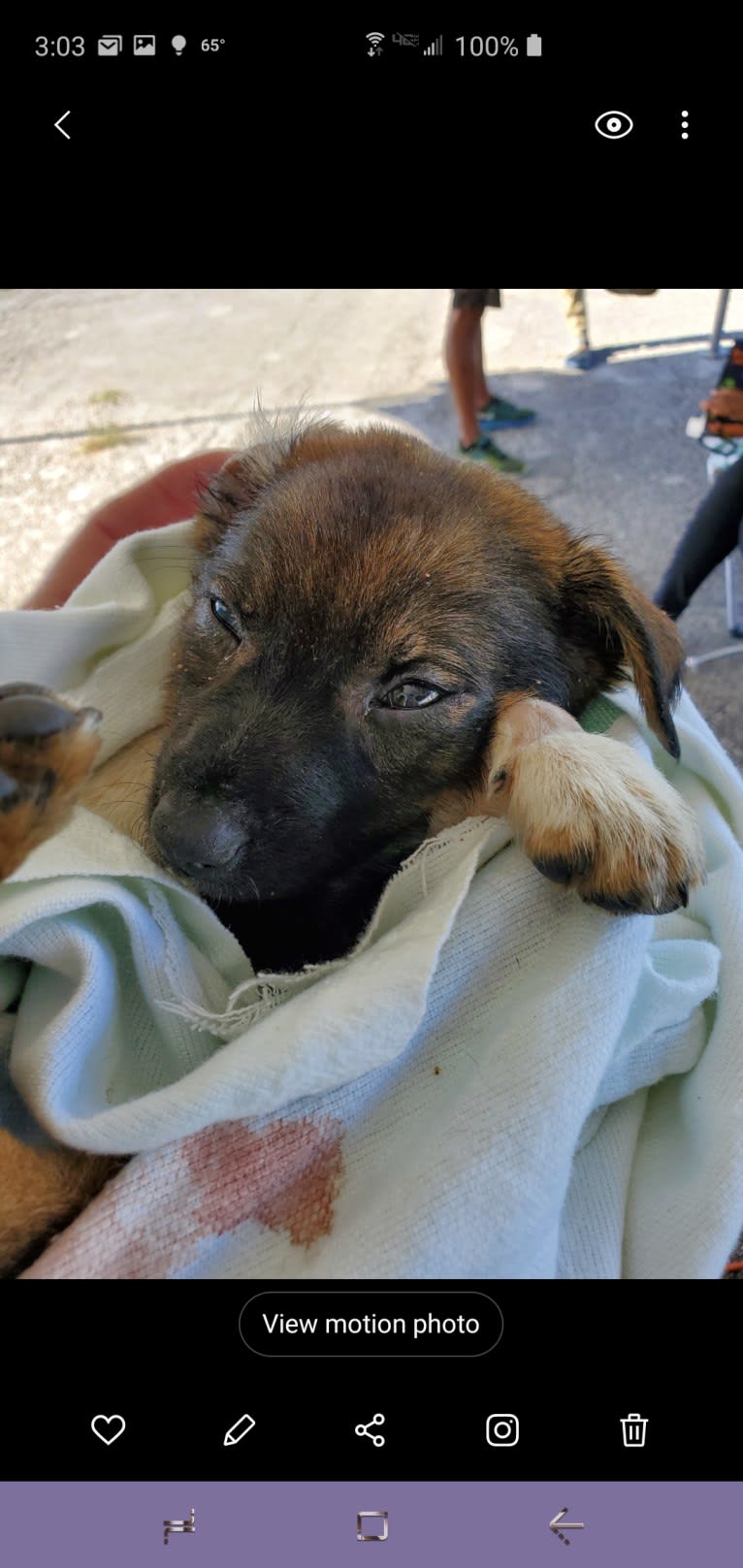 Chante, an American Village Dog tested with EmbarkVet.com