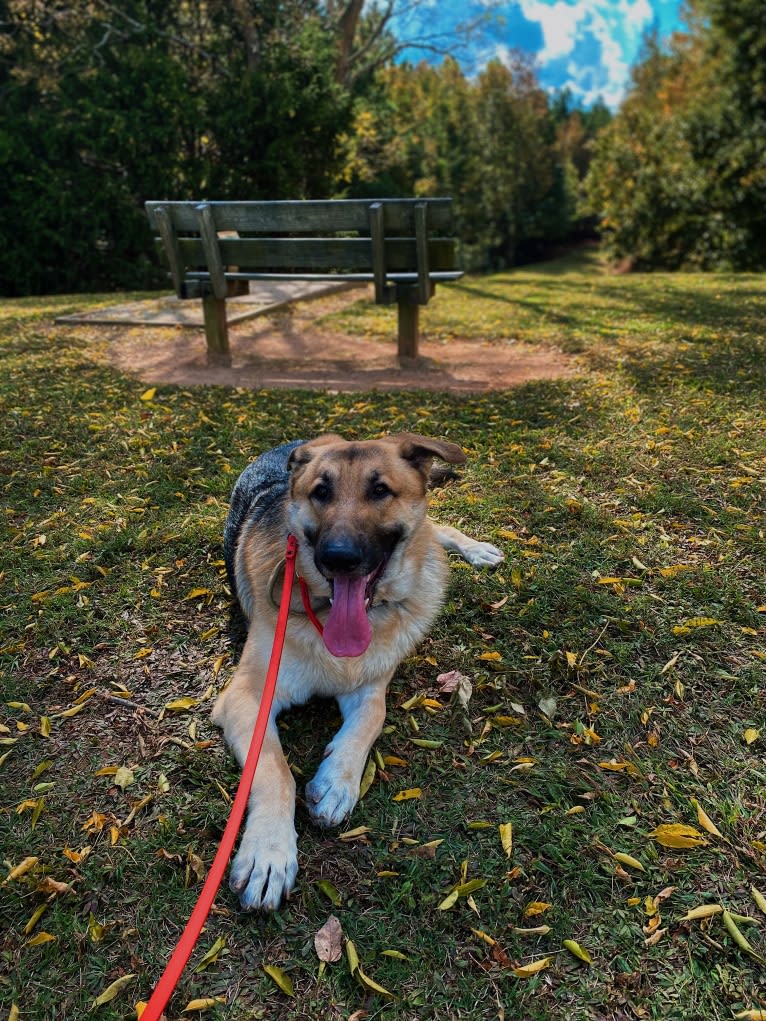 Strider, a German Shepherd Dog tested with EmbarkVet.com