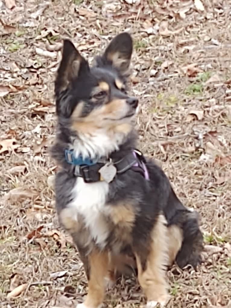 Scamp (a.k.a. Skamp), an Australian Shepherd tested with EmbarkVet.com