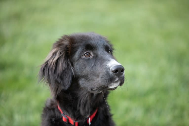 Simon, a Great Pyrenees and Labrador Retriever mix tested with EmbarkVet.com