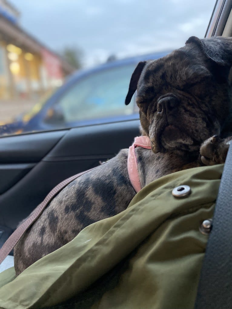 Pink Lady, a French Bulldog tested with EmbarkVet.com