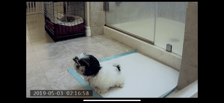 Ernie, a Shih Tzu tested with EmbarkVet.com