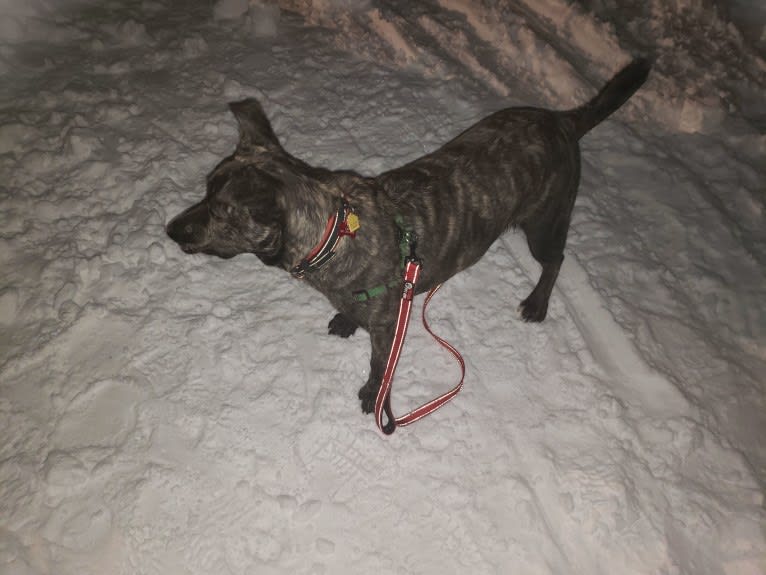 Newton, an American Bulldog and Labrador Retriever mix tested with EmbarkVet.com