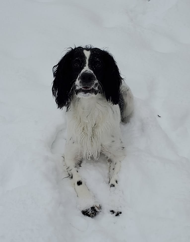 Marlo, an English Springer Spaniel tested with EmbarkVet.com