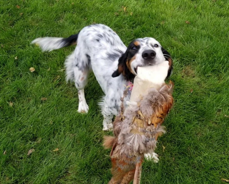 Shelby, a Llewellin Setter tested with EmbarkVet.com