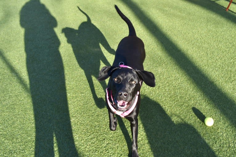 Kaya, a Weimaraner and Labrador Retriever mix tested with EmbarkVet.com