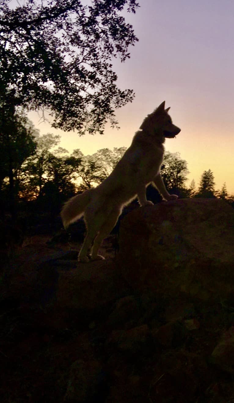 Sweet Pea, an Akita and American Bully mix tested with EmbarkVet.com