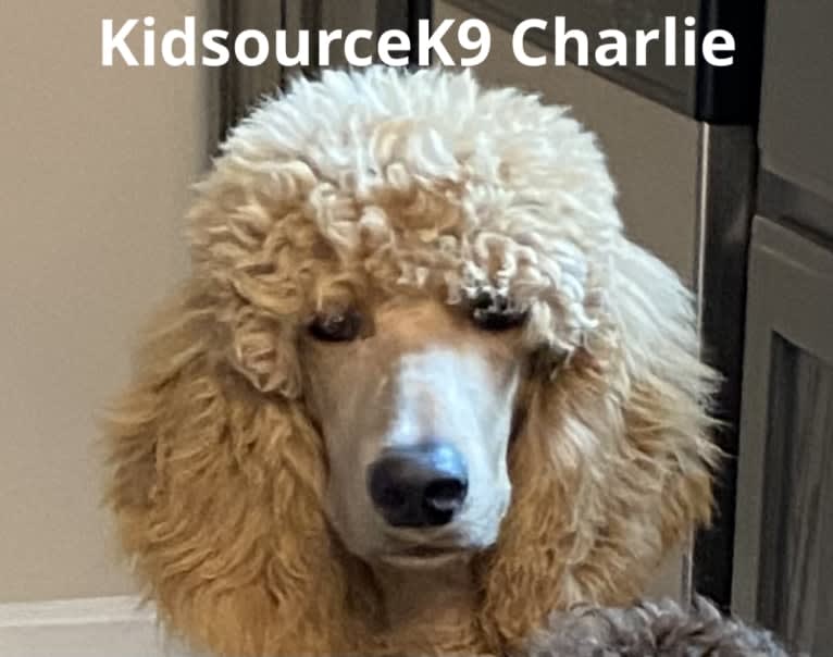 Charlie, a Poodle (Standard) tested with EmbarkVet.com
