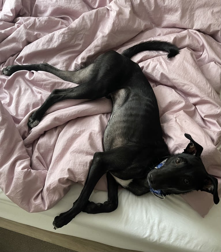 Bowie, a South Asian Village Dog tested with EmbarkVet.com