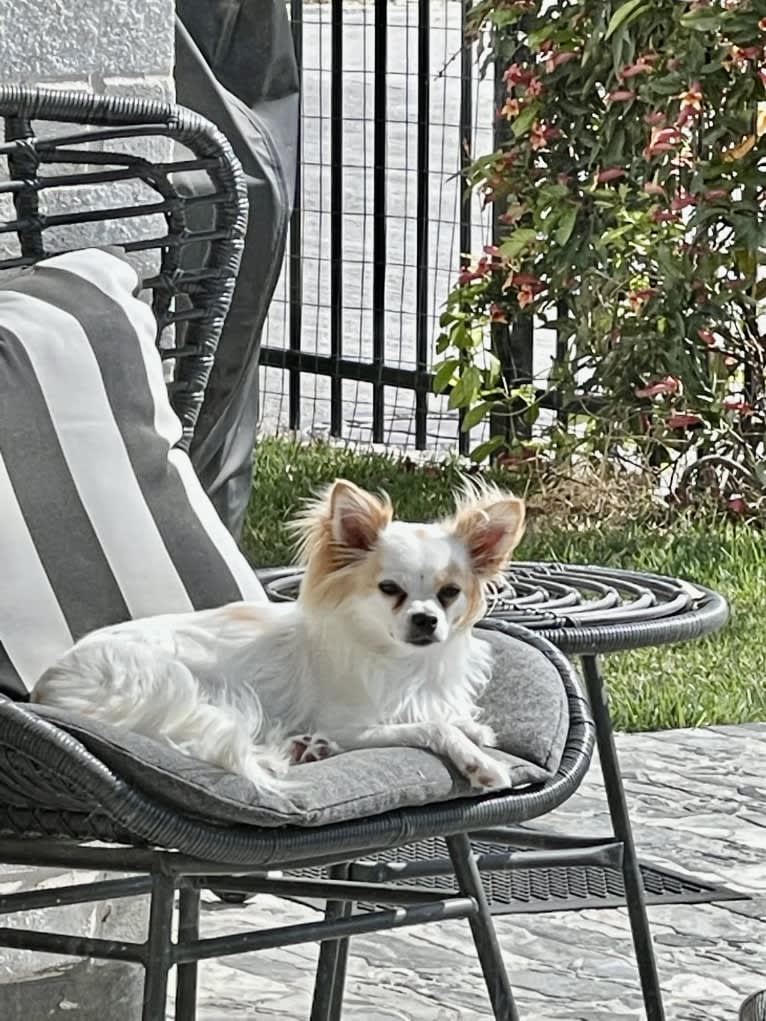 Photo of Loki, a Chihuahua  in Long Beach, CA, USA