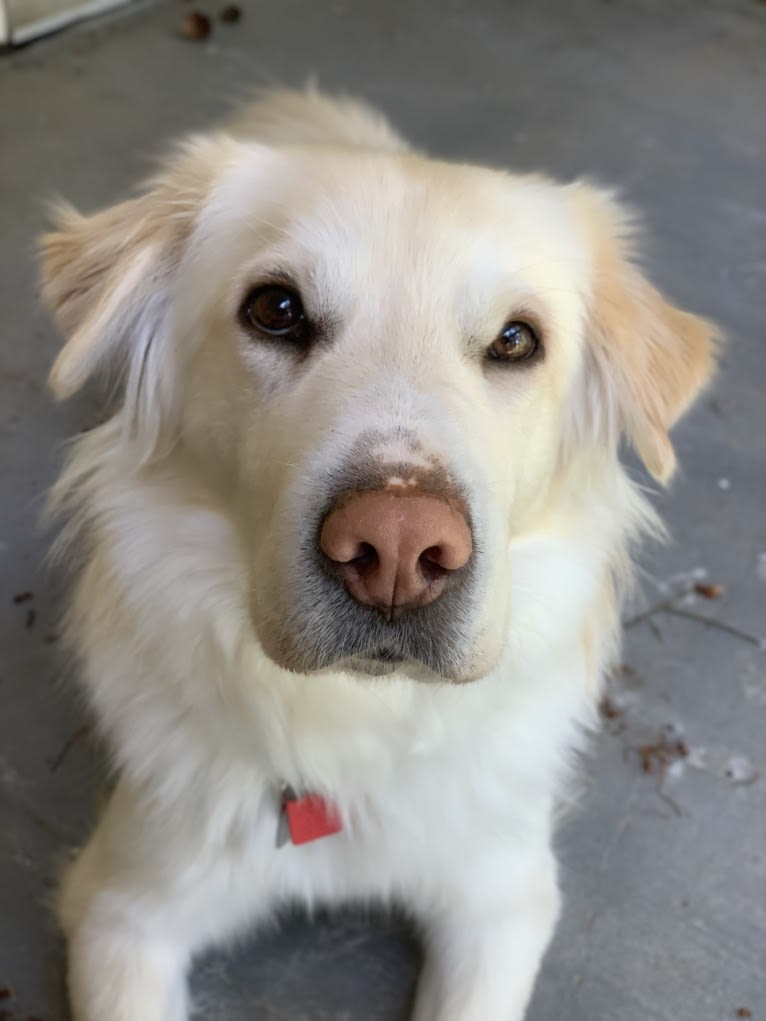 Koa, a Siberian Husky and Golden Retriever mix tested with EmbarkVet.com