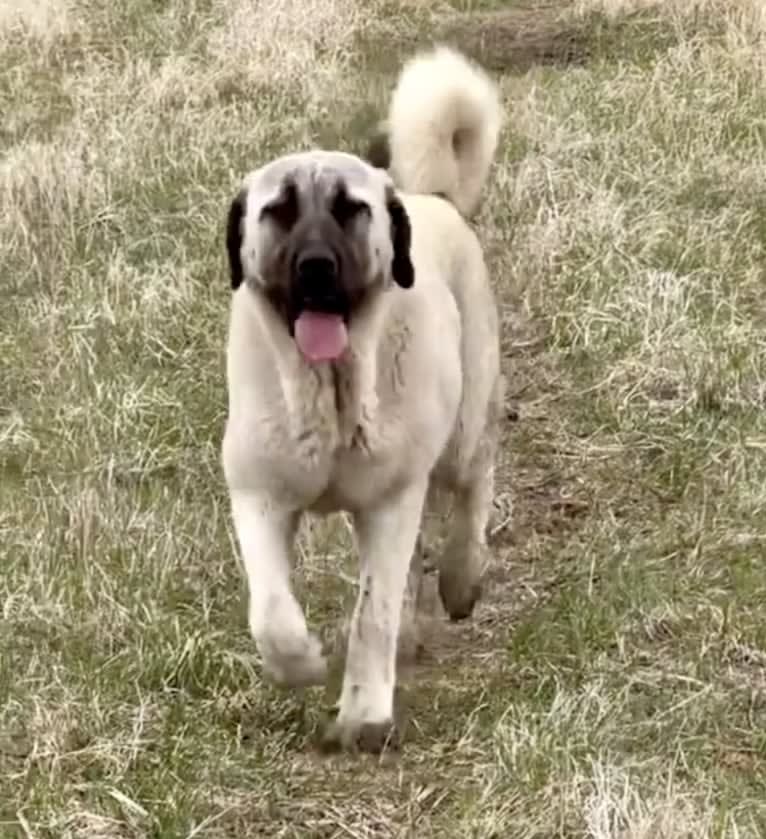 Sarüm, an Anatolian Shepherd Dog tested with EmbarkVet.com