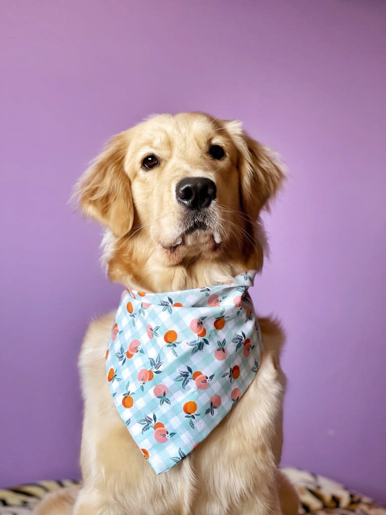 Alita, a Golden Retriever tested with EmbarkVet.com