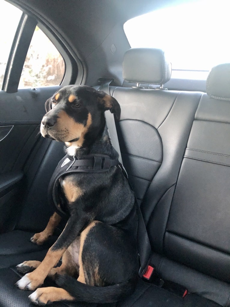 Miley, a Mountain Cur and Siberian Husky mix tested with EmbarkVet.com