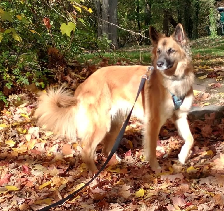 Linda, an Arabian Village Dog and German Shepherd Dog mix tested with EmbarkVet.com