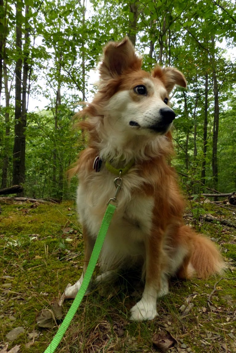 Kaylee, a Labrador Retriever and Samoyed mix tested with EmbarkVet.com