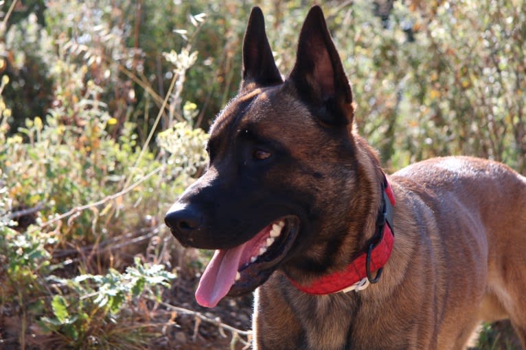 Kylar (PsychoKiller d'Hélitesport), a Belgian Shepherd tested with EmbarkVet.com