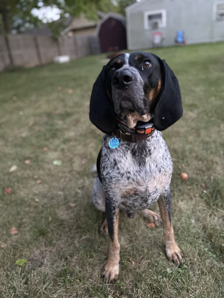 Leroy, a Bluetick Coonhound tested with EmbarkVet.com