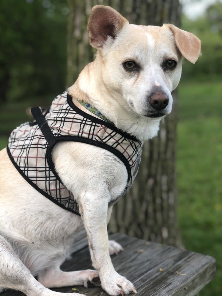 Banana, a Chihuahua and Poodle (Small) mix tested with EmbarkVet.com