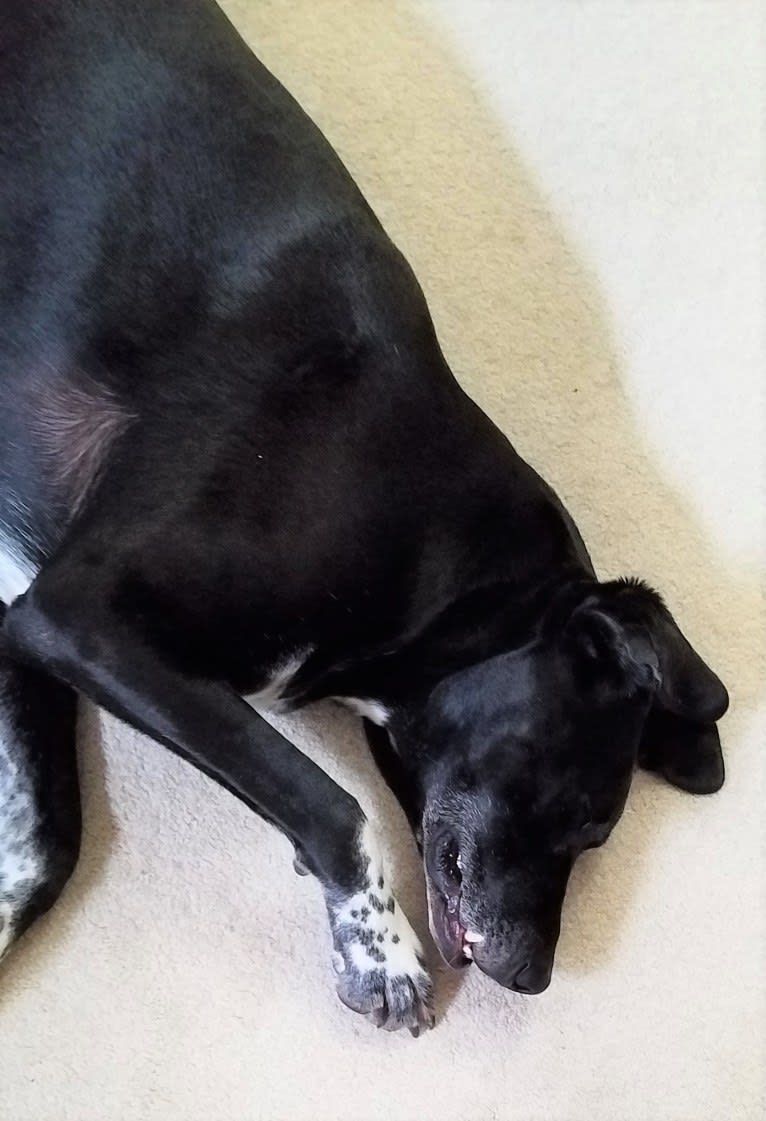 Happy, a Labrador Retriever and Bluetick Coonhound mix tested with EmbarkVet.com